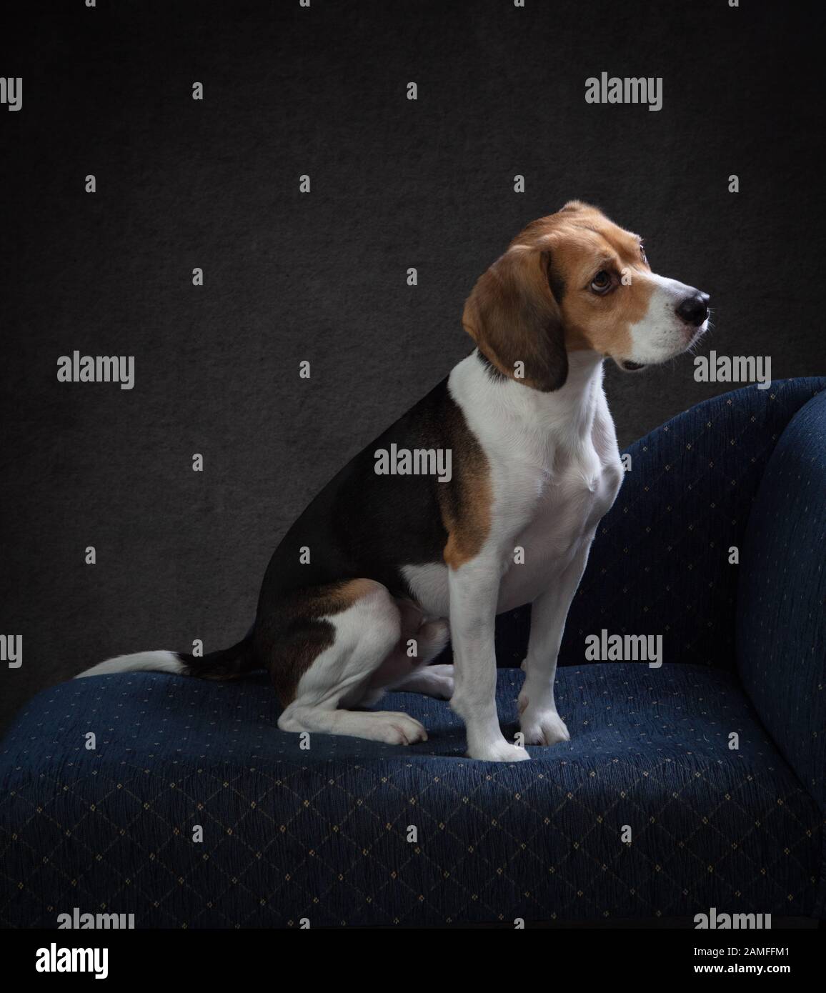 Ritratto laterale di un cane Beagle seduto su una chaise blu e rivolto fuori dalla fotocamera in uno studio e su un ricco sfondo marrone. Foto Stock
