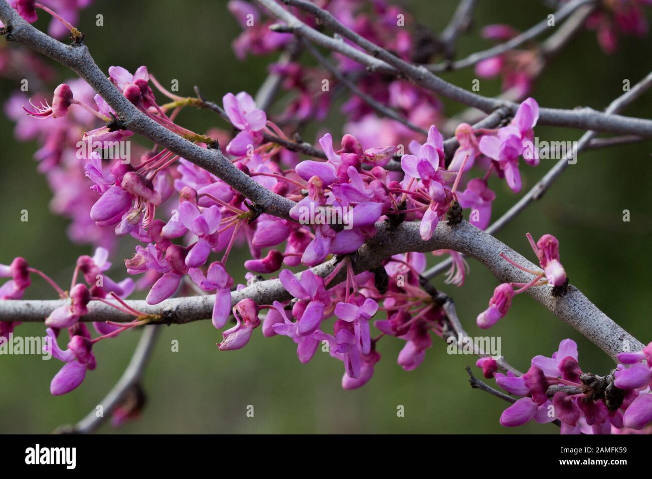 Fioritura albero di Giuda Cercis siliquastrum Fotografato in Israele nel mese di febbraio Foto Stock