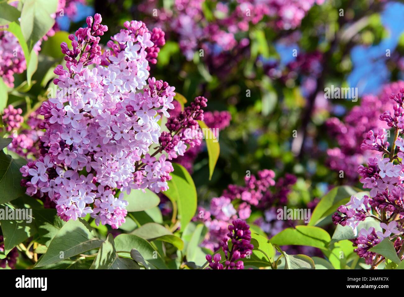 Bella viola Syringa Vulgaris (Lilac o Lilac comune) in fiore in un giardino della Patagonia. Pomeriggio di primavera. Foto Stock