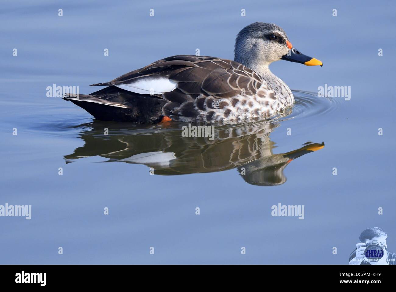 anatra uccelli migratori Foto Stock