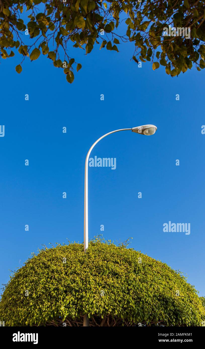 Lampost poking attraverso un baldacchino di albero verde con sfondo cielo blu, astratto, immagine grafica minimilista, Foto Stock