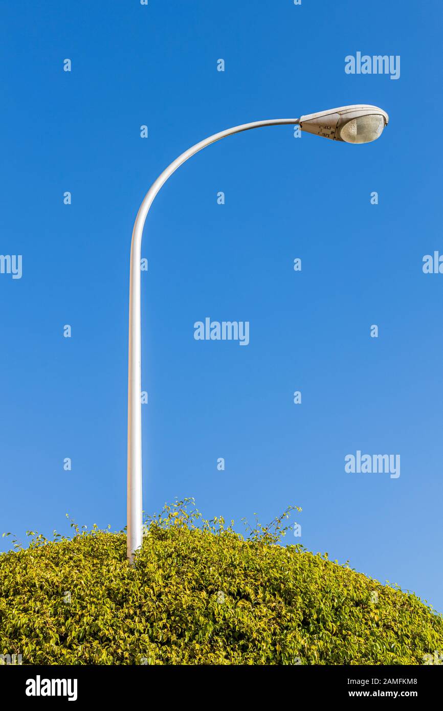 Lampost poking attraverso un baldacchino di albero verde con sfondo cielo blu, astratto, immagine grafica minimilista, Foto Stock