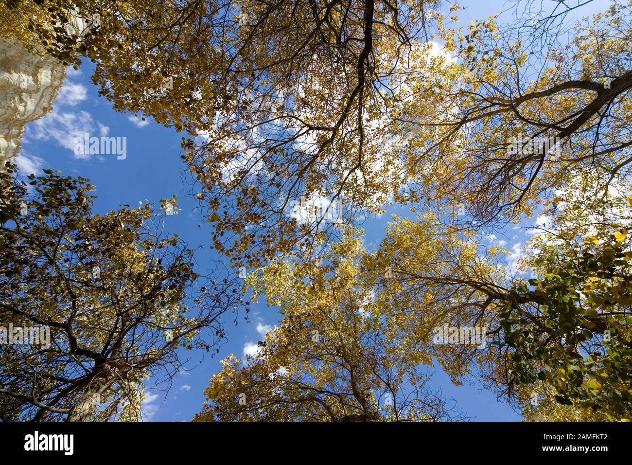 Populus eupratica, comunemente conosciuta come Eufrate pioppo o Desert pioppo, è una specie di pioppo della famiglia salice. Fotografato A Ein Avd Foto Stock