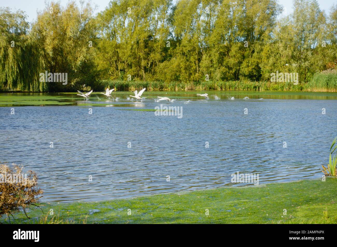Adulti Swans (Cygnus olor) e Cygnets decollare da Melton Mowbray parco lago. Campagna inizio autunno Leicestershire, Inghilterra, Regno Unito Foto Stock