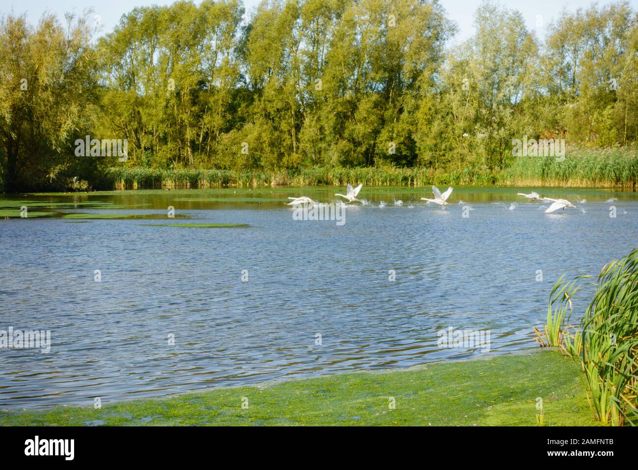 Adulti Swans (Cygnus olor) e Cygnets decollare da Melton Mowbray parco lago. Campagna inizio autunno Leicestershire, Inghilterra, Regno Unito Foto Stock