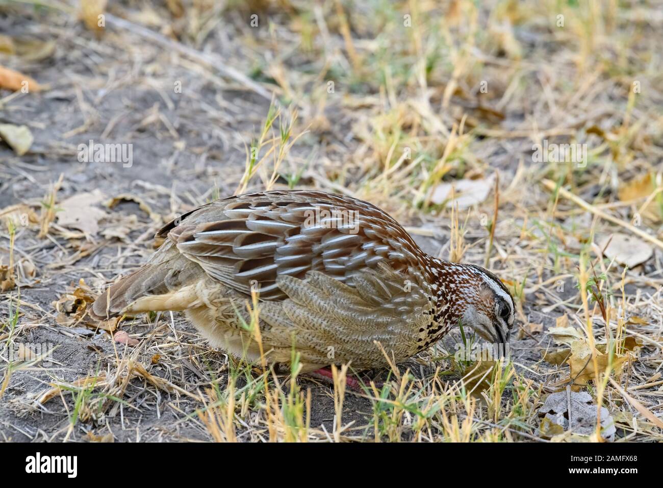 Crested Francolin, Dendroperdix Sefena, Delta Dell'Okavango, Botswana Foto Stock