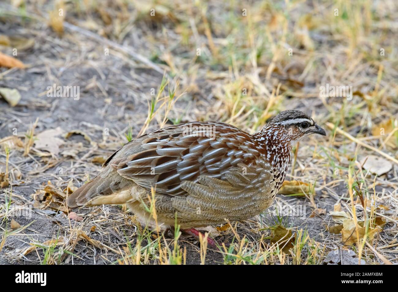 Crested Francolin, Dendroperdix Sefena, Delta Dell'Okavango, Botswana Foto Stock