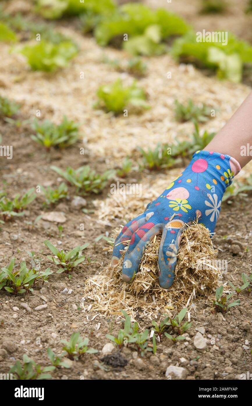 Giardiniere diffondendo un strame di paglia intorno a piantare le piantine di fertilizzare e proteggerlo dalla siccità. Una vita naturale, organico mangiare, biodinamico, pe Foto Stock
