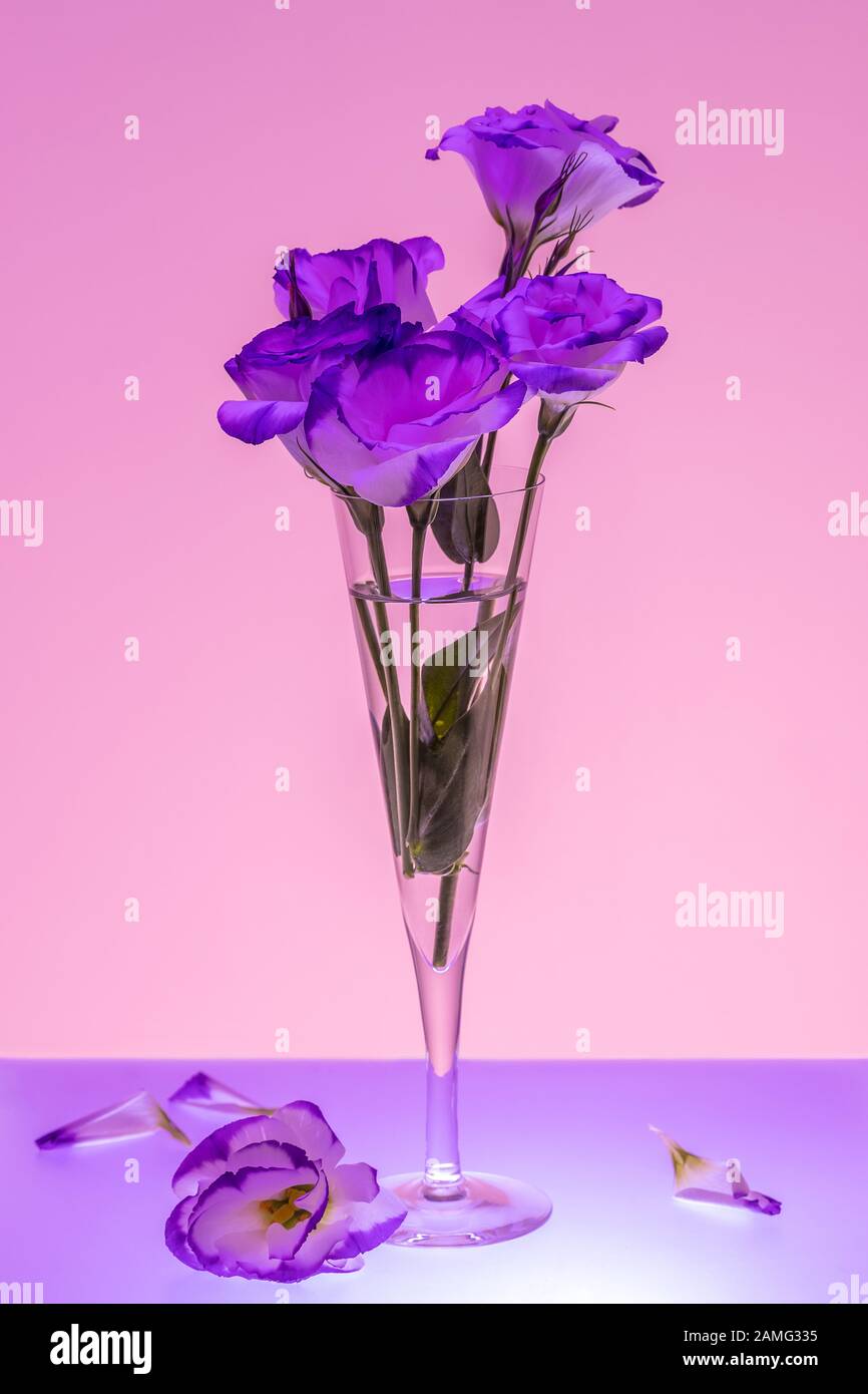 Immagine di fiori di colore viola e rosa in un flauto di champagne Foto Stock