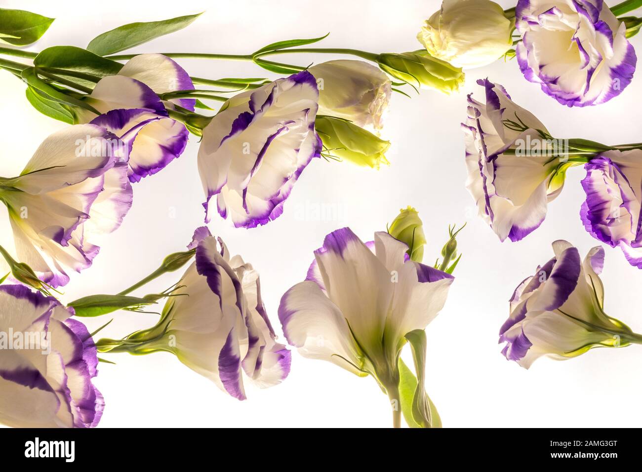 Bellissimi fiori bianchi con bordi viola sparsi su sfondo bianco, motivo Foto Stock