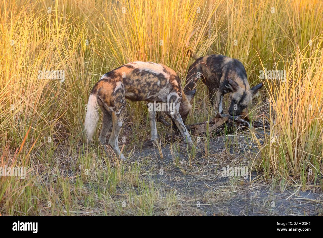 Cane selvatico africano, pictus di Lycaon, pianure di Bushman, Delta di Okavanago, Botswana. Noto anche come lupo Verniciato. Foto Stock