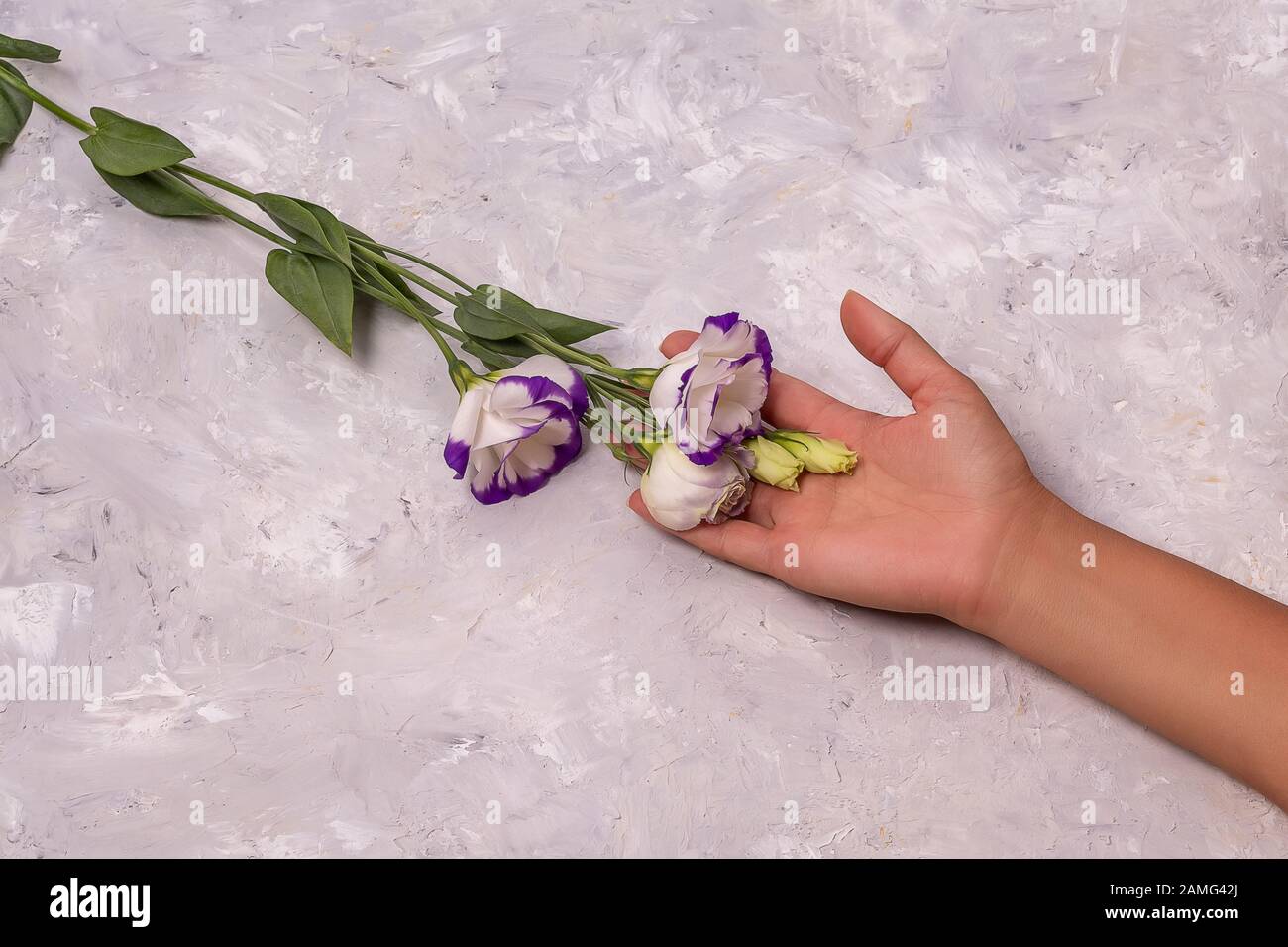 Donne mano tenere bella fiori bianchi con bordi viola su sfondo bianco ruvido Foto Stock