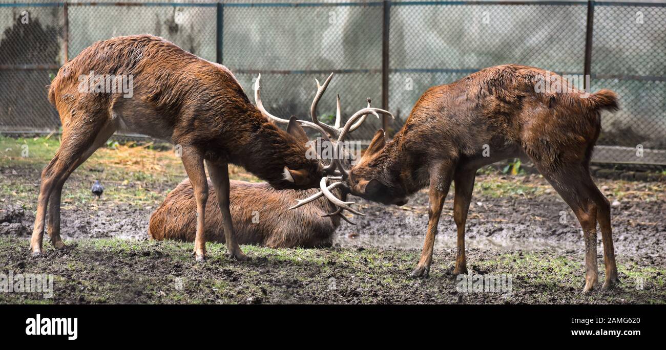 Una lotta improvvisa tra due deer. Foto Stock
