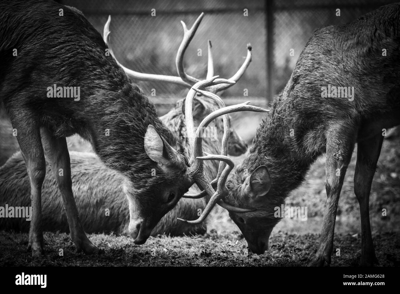 Una lotta improvvisa tra due deer. Foto Stock