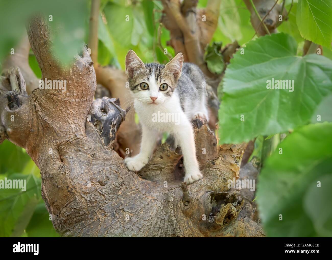 Carino gatto gattino giovane, bianco con tabby patch, in piedi giocoso su un ramo di albero knobby e guardando curiosamente dal suo punto di osservazione, Creta Foto Stock