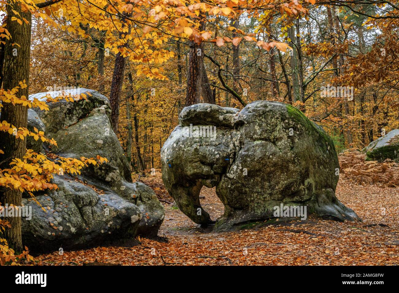 Francia, Senna e Marna, Barbizon, Foresta di Fontainebleau, Fontainebleau e Gatinais Biosfera Riserva dall'UNESCO, il sito degli Elefanti e roccia // Francia, Foto Stock