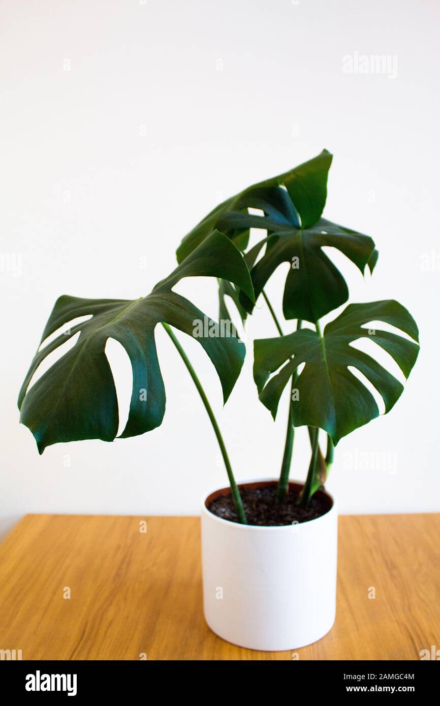 Monstera Deliciosa pianta in vaso decorativo su sfondo bianco Foto Stock