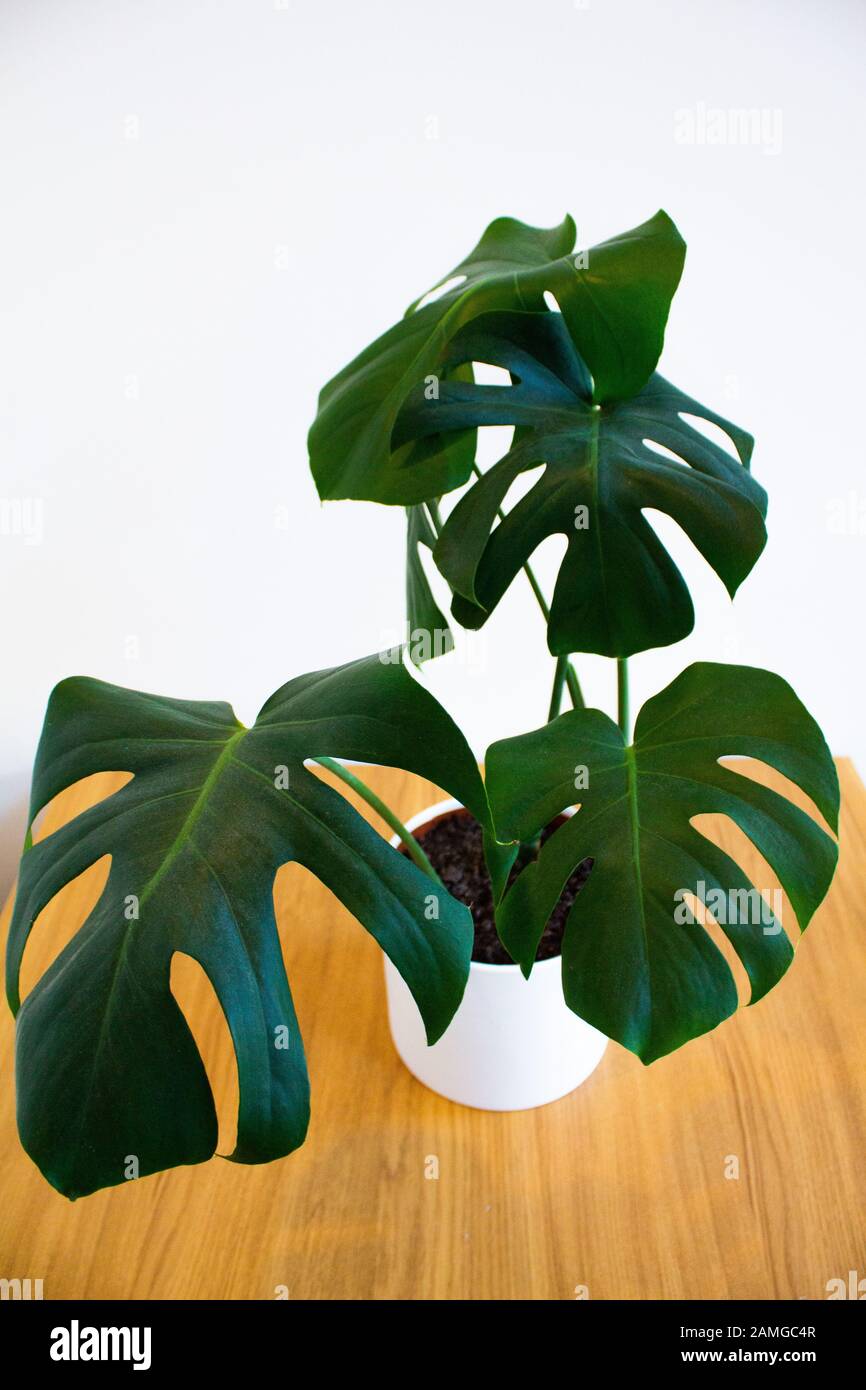 Monstera Deliciosa pianta in vaso decorativo su sfondo bianco Foto Stock