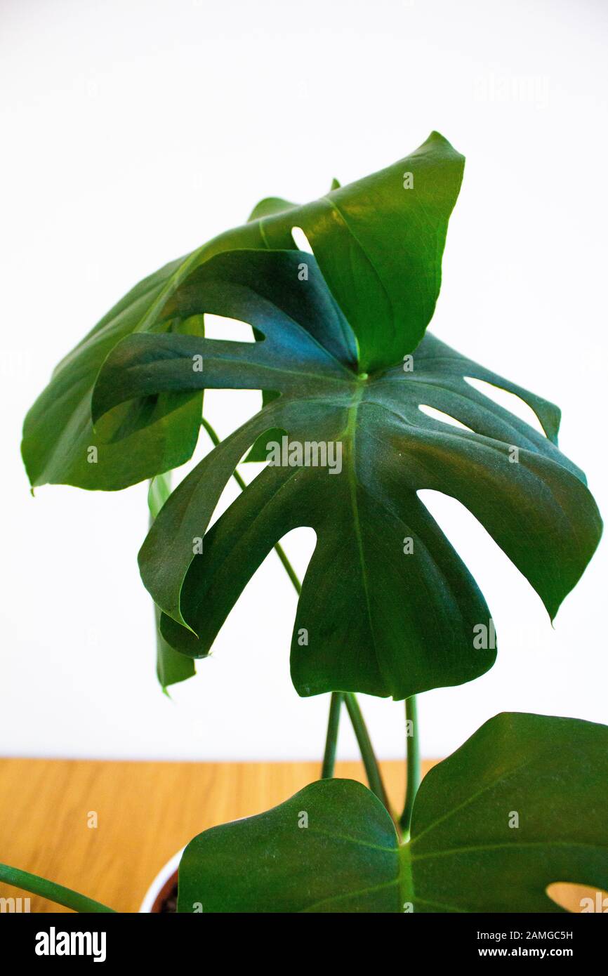 Pianta di Monstera Deliciosa su sfondo bianco Foto Stock