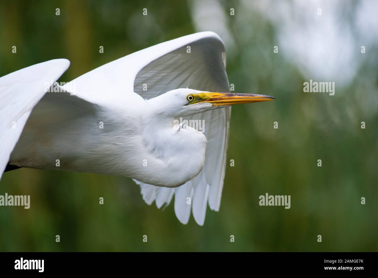 Grande Egret in volo sopra palude Foto Stock