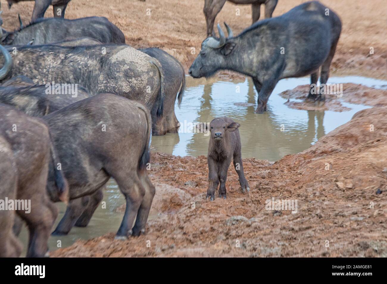 Bufali in acqua Addo Elephant National Park in Sud Africa Foto Stock