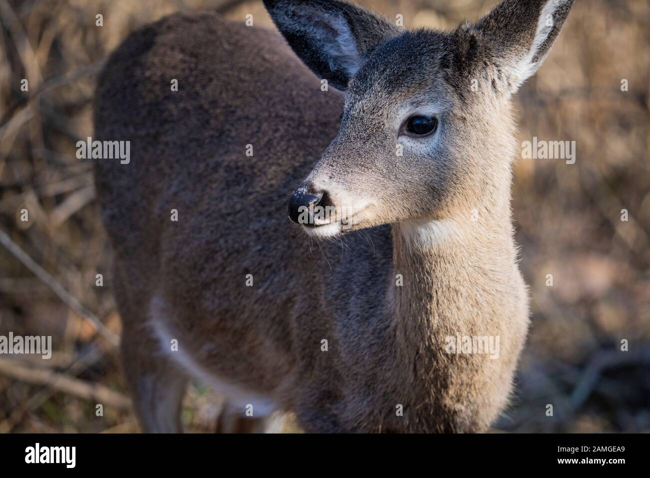Cervo dalla coda bianca che si trova nei boschi Foto Stock