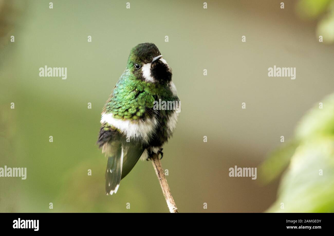 Closeup di hummingbird, Thorntail verde, perching sul ramo, Ecuador. Nome scientifico di questo uccello è Discosura conversi. RangeCosta Rica in Ecuador Foto Stock