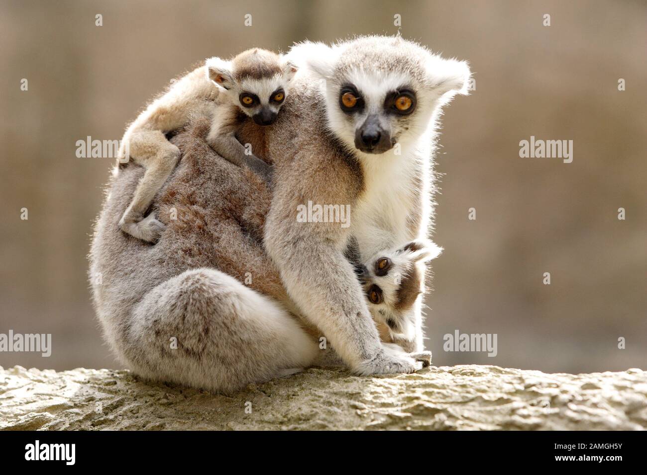 Madre di lemuri della coda dell'anello con due bambini. Lemur catta, primate di strepsirrhina Foto Stock