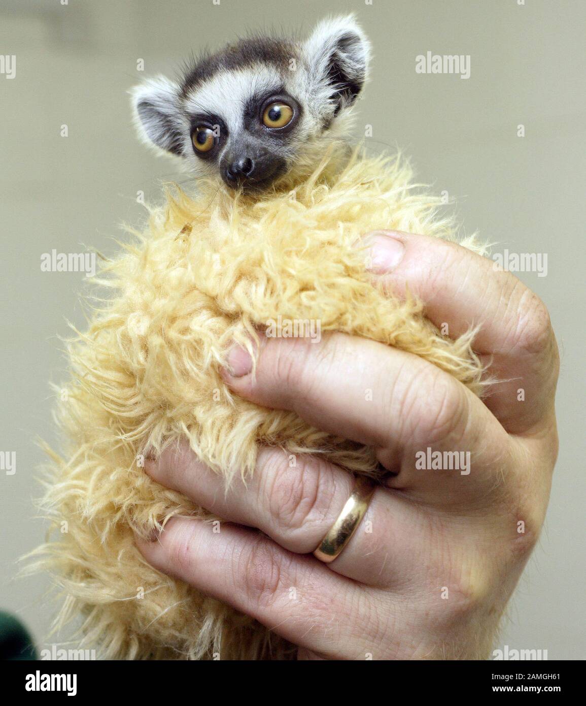 Il bambino del lemur della coda dell'anello è avvolto in pelliccia falsa per calore. Lemur catta, primate di strepsirrhina Foto Stock