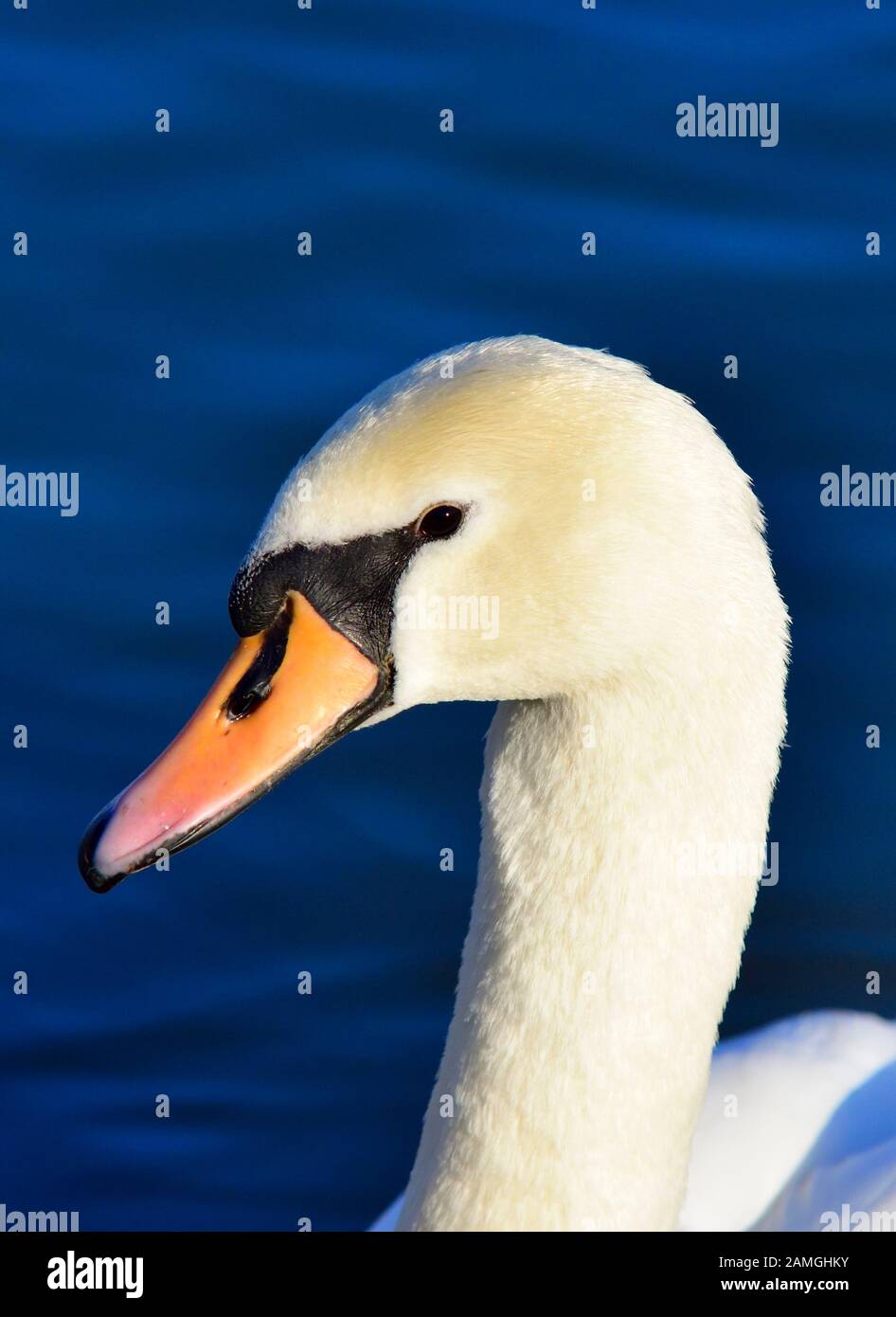 Mute cigno, colpo di testa, Cygnus olor, primo piano, sfondo blu acqua Foto Stock