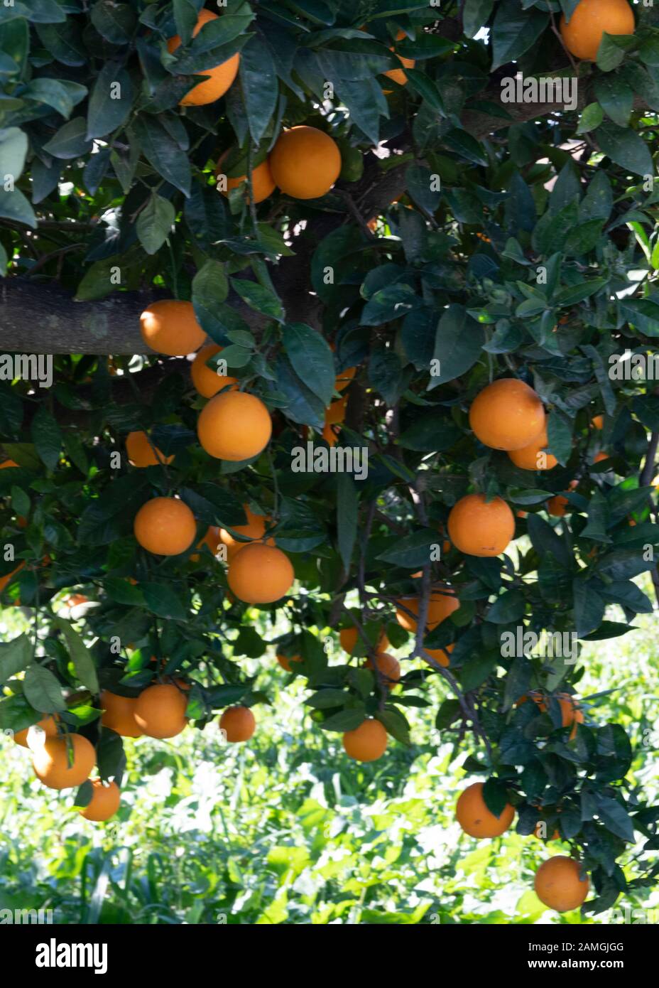 andalucia arance crescere vicino a appendere da un albero copyspace in background Foto Stock