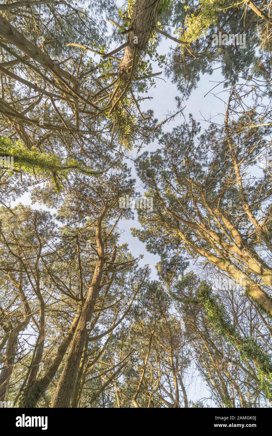 Angolo ultra ampio di baldacchino in inverno sole di Monterey Pine / Pinus radiata crescente in Cornovaglia, Regno Unito. Pino foglia baldacchino ampia vista. Foto Stock