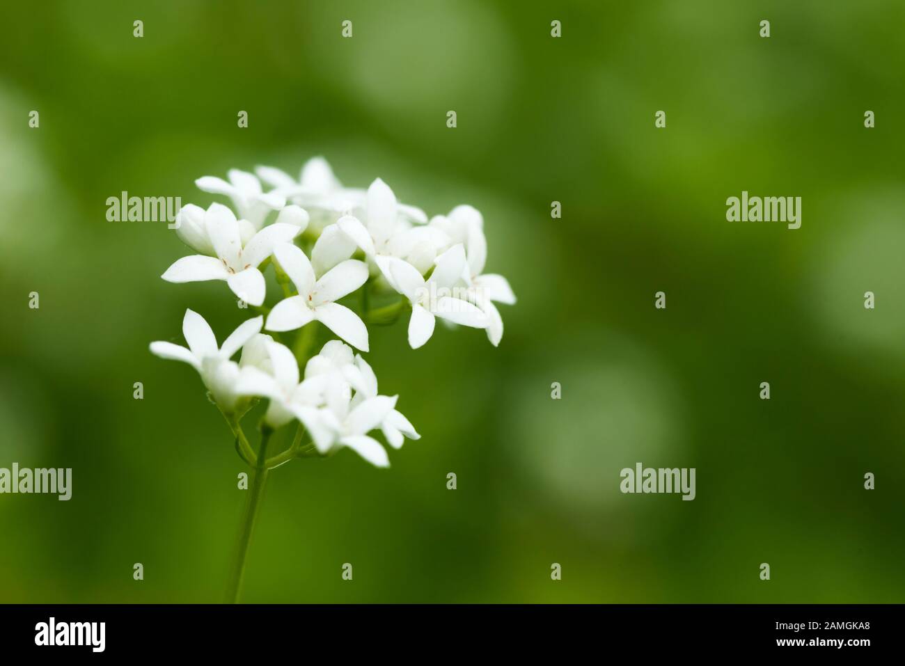 Woodruff crescere in un giardino di campagna inglese, Inghilterra Foto Stock