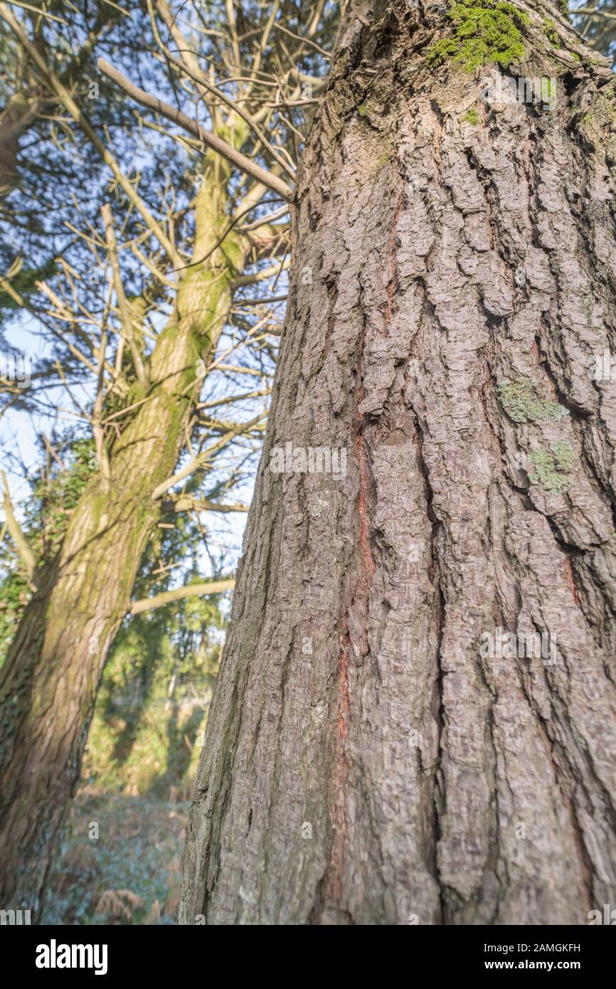 Corteccia profondamente pelata di Monterey Pine / Pinus radiata che cresce in Cornovaglia, Regno Unito. Tronco largo circa 15-18 poll. In California è nativo & a rischio Foto Stock
