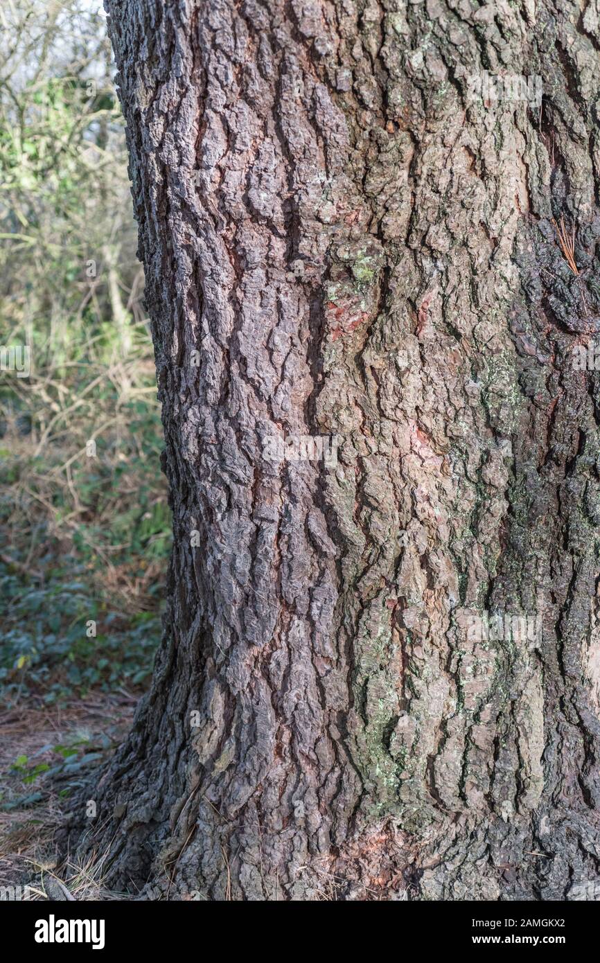 Corteccia profondamente pelata di Monterey Pine / Pinus radiata che cresce in Cornovaglia, Regno Unito. Tronco largo circa 24-26 poll. In California è nativo & a rischio Foto Stock