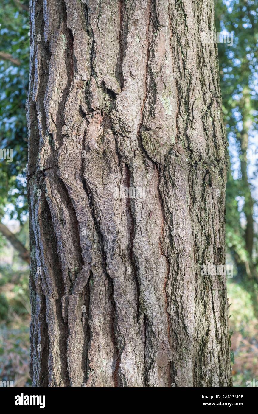 Corteccia profondamente pelata di Monterey Pine / Pinus radiata che cresce in Cornovaglia, Regno Unito. Tronco largo circa 12-15 poll. In California è nativo & a rischio Foto Stock