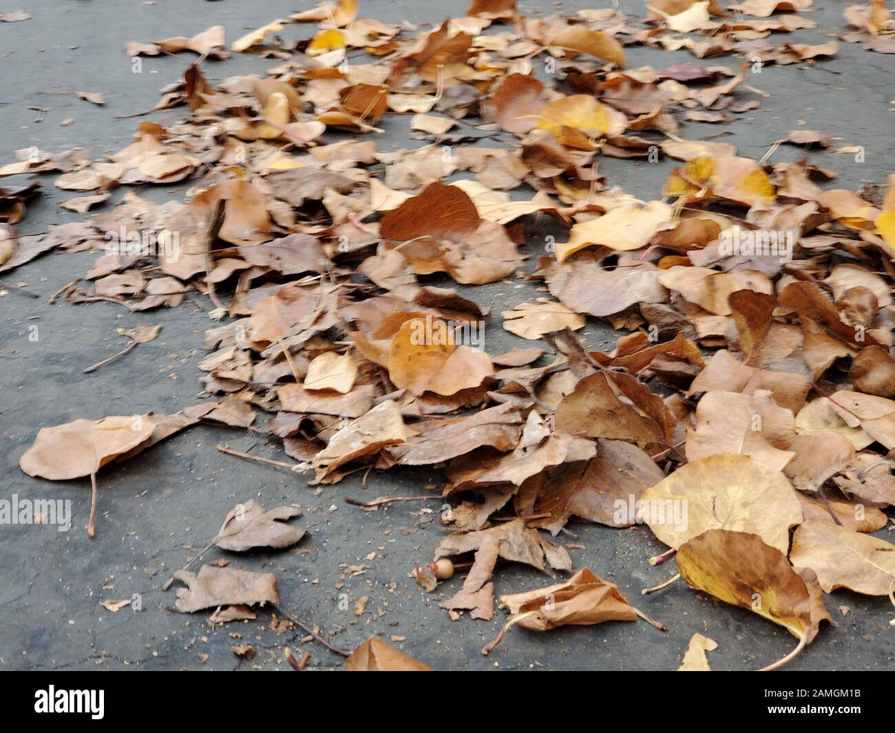Primo piano di foglie bagnate sulla strada nella San Francisco Bay Area, San Ramon, California, 17 dicembre 2019. Gli incidenti automobilistici sono comuni all'inizio della stagione delle piogge nella regione, in quanto i rischi stradali aumentano con il tempo piovoso. () Foto Stock