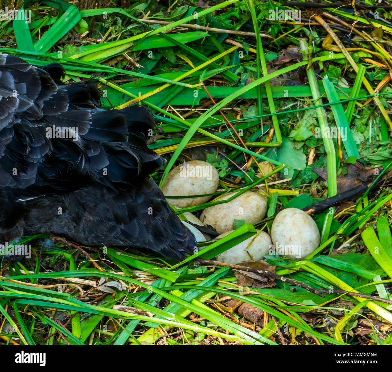 Primo piano di uova di cigno nero nel nido di uccelli, stagione di allevamento degli uccelli, riproduzione degli animali Foto Stock