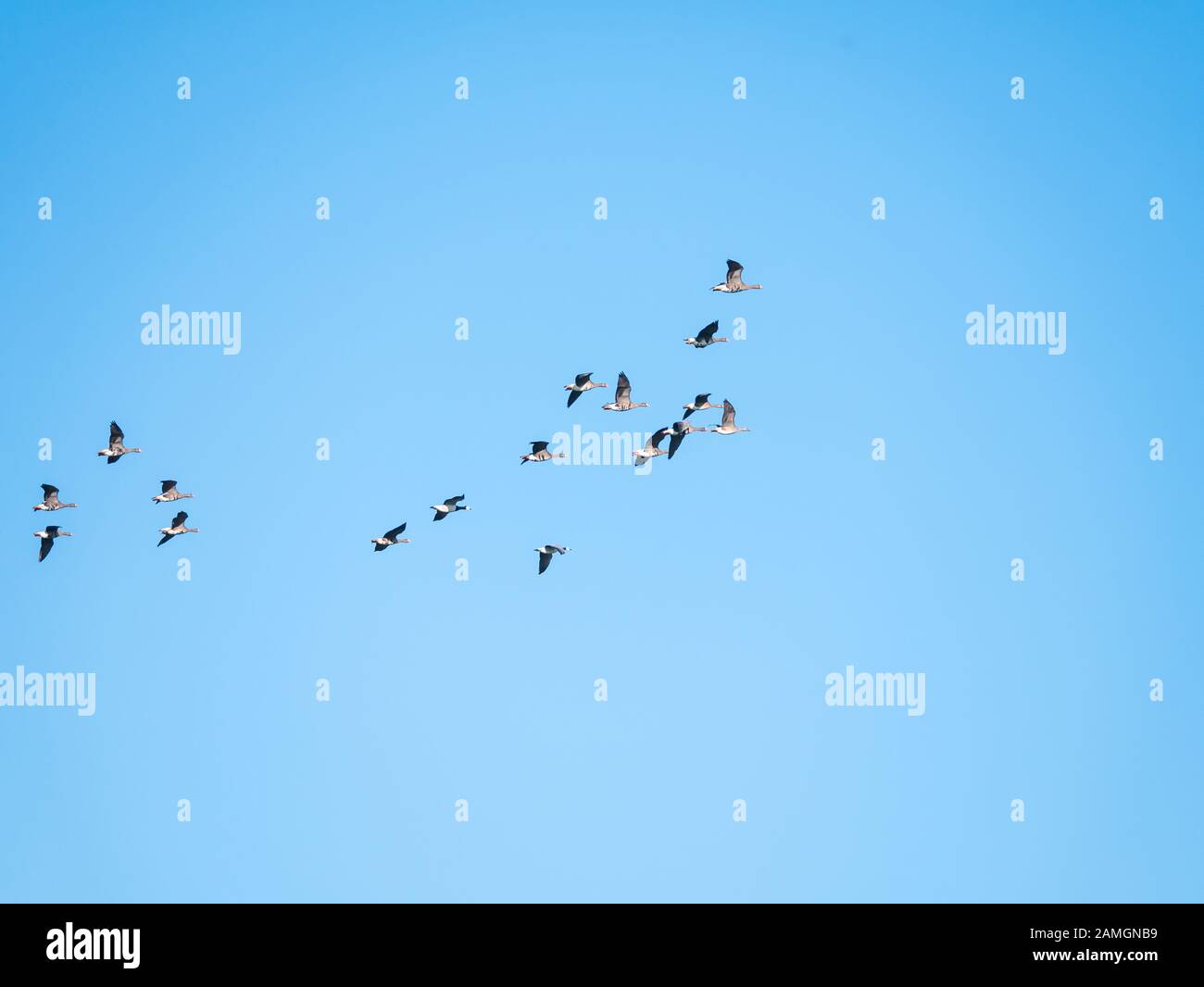 Gregge di 2 oche baracle e gruppo di oche bianco-fronted volare contro cielo blu, migrazione di uccelli nei Paesi Bassi Foto Stock