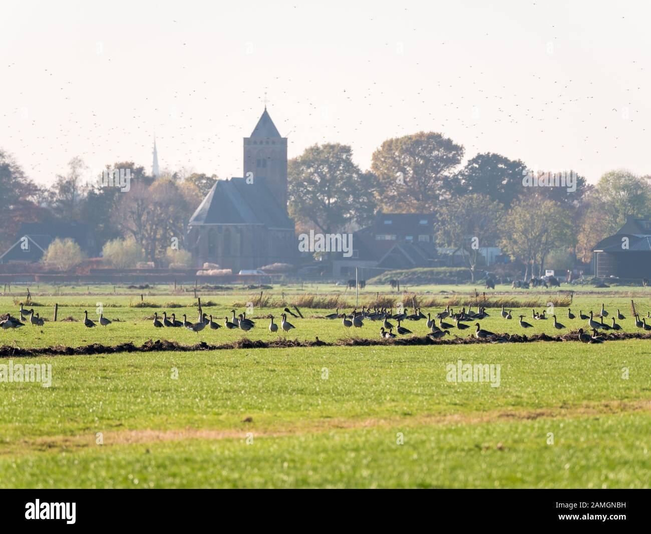 Grigiollag e oche bianche frontate riposano nel prato del polder Eemppolder e nella torre della chiesa di Eemnes, Paesi Bassi Foto Stock