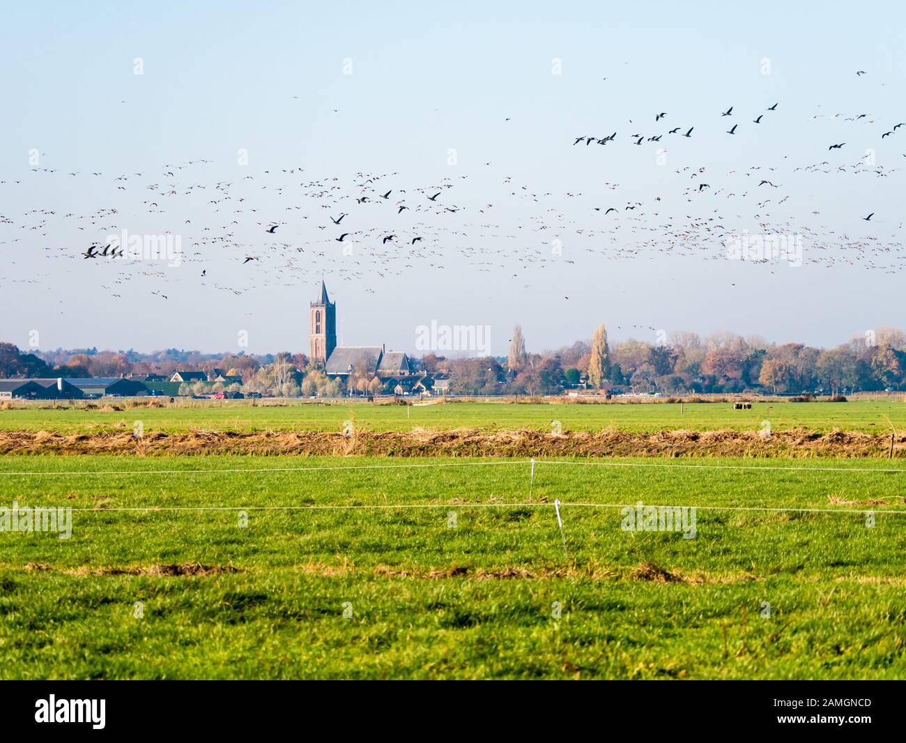 Gruppi di geese grigiollag e fronteggiante che volano su prati in polder Eemppolder e chiesa di Eemnes, Paesi Bassi Foto Stock