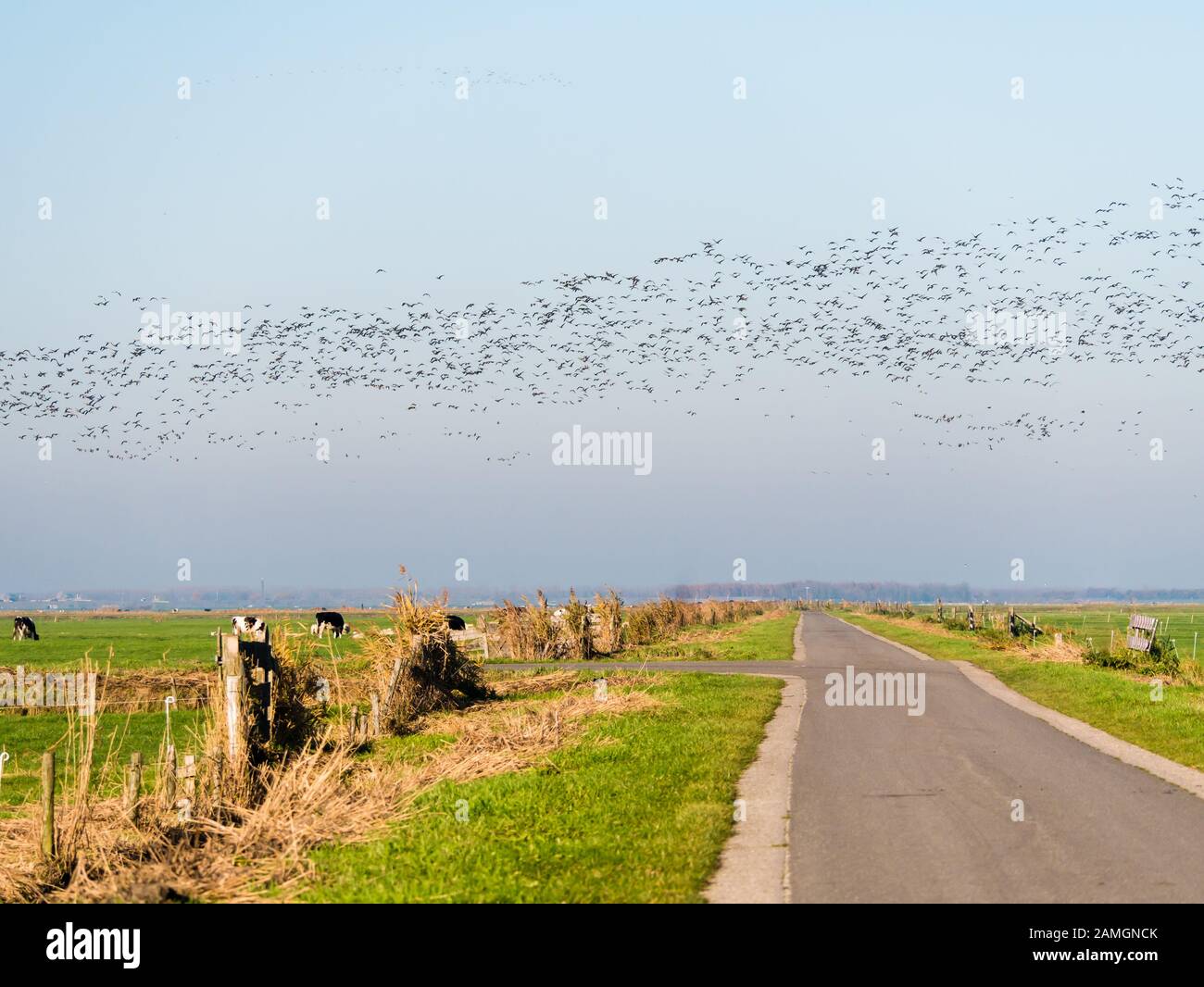 Gruppo di oche grigiollag e bianche-fronted in volo e strada di campagna in polder rurale Eemppolder, Paesi Bassi Foto Stock