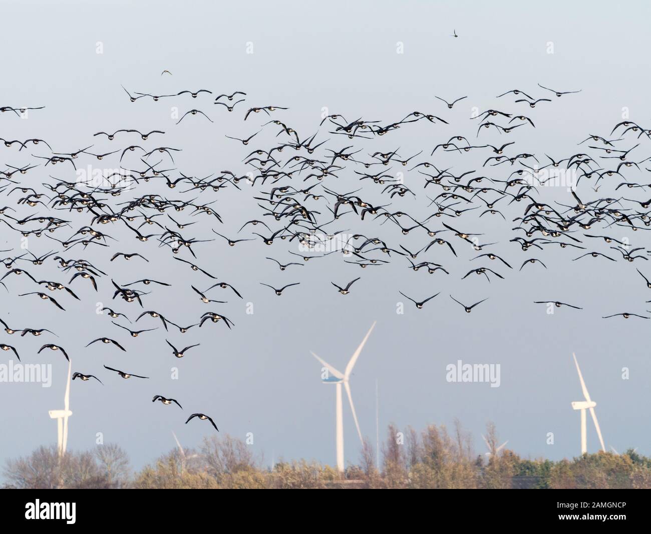 Gruppo di oche bianche, albifrons Anser, battenti in polder Eemppolder, migrazione di uccelli nei Paesi Bassi Foto Stock