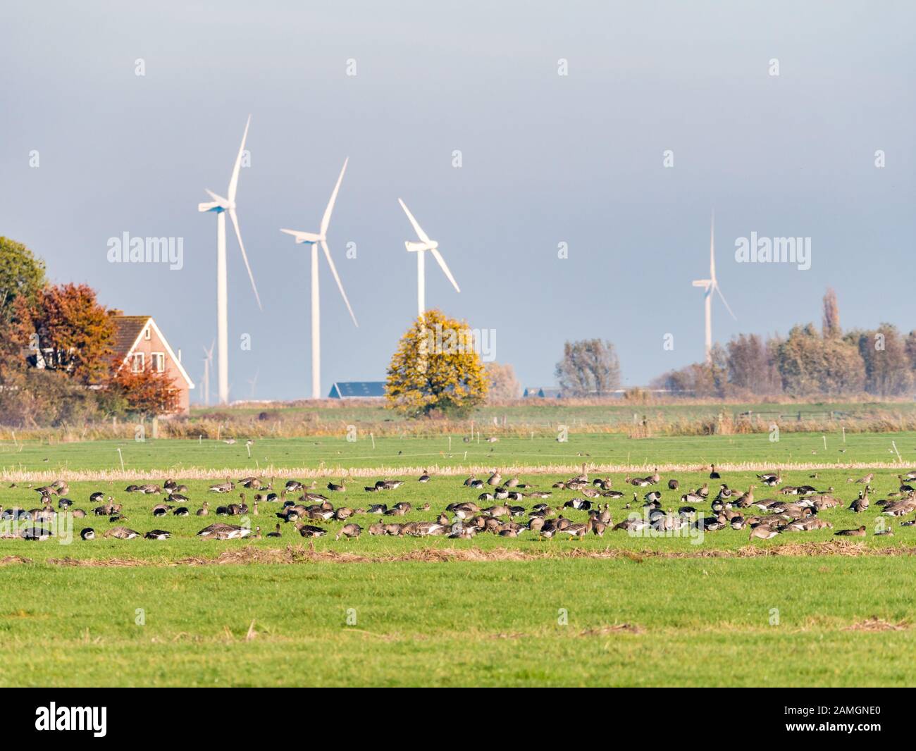 Grigiollag e oche bianche-fronted riposano e si nutrono in prato di polder Eemppolder, Paesi Bassi Foto Stock