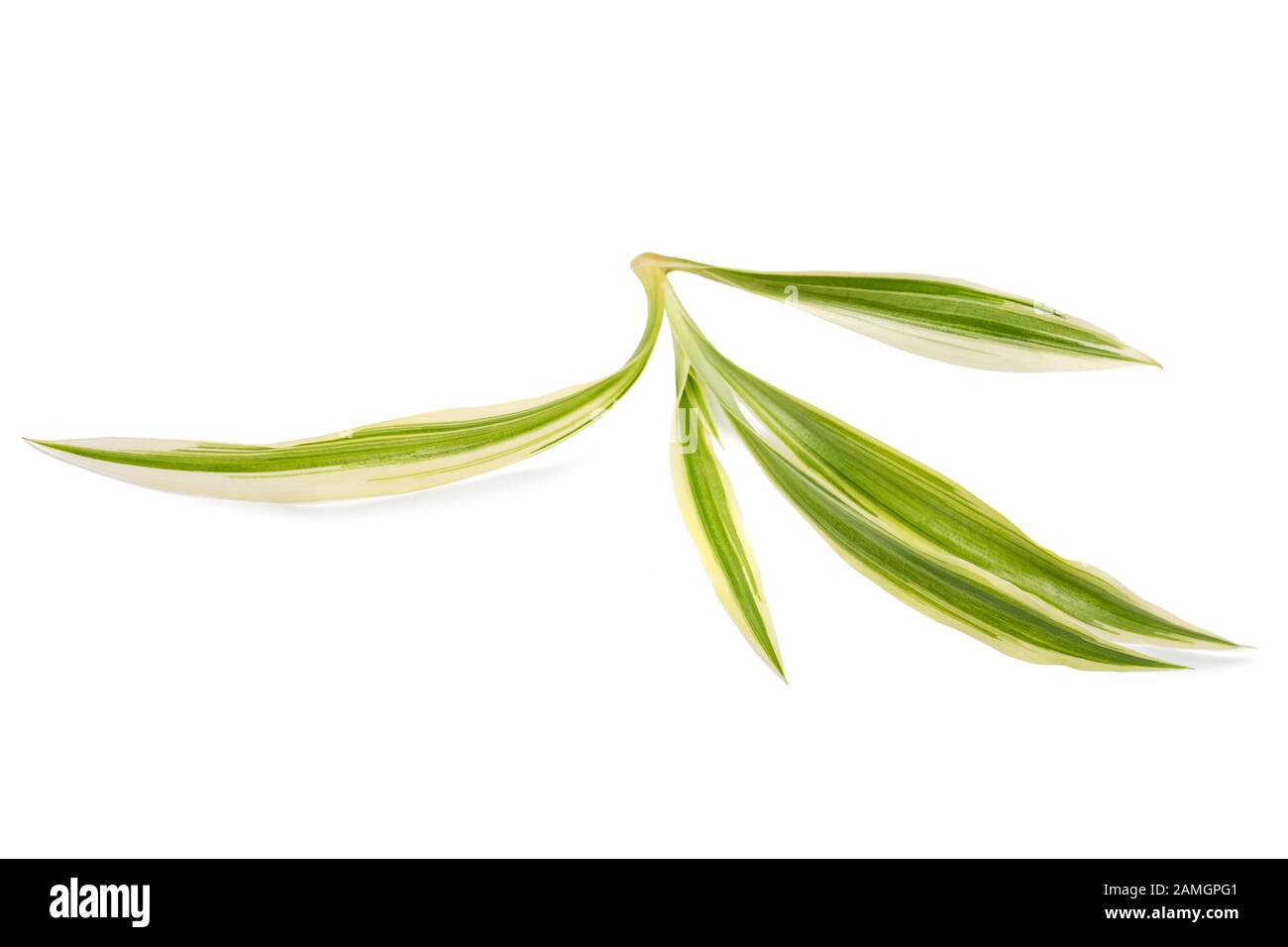 Chlorophytum comosum isolati su sfondo bianco Foto Stock
