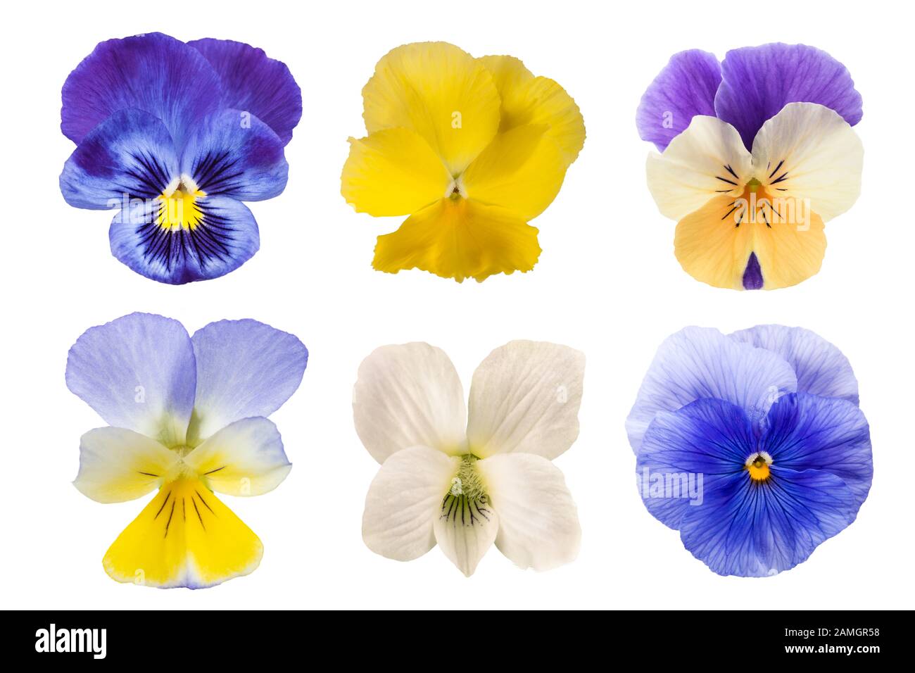 Fiori Pansy mix isolato su sfondo bianco Foto Stock