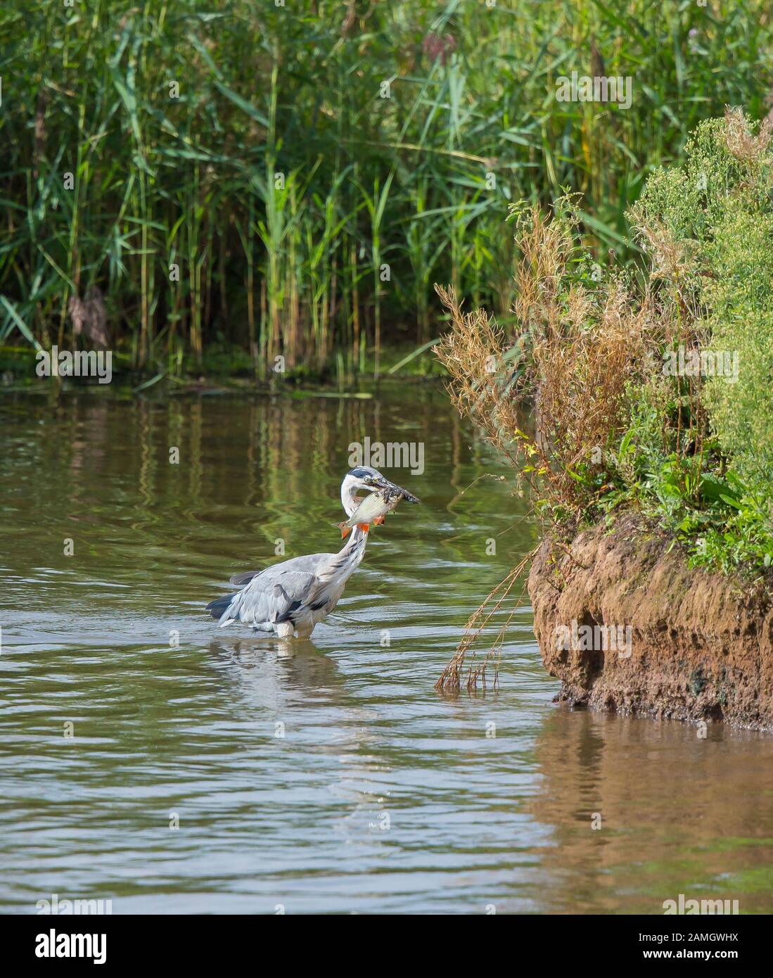 Vista laterale del heron grigio britannico (Ardea cinerea) pesca in lago, in piedi isolato in acqua con pesce in becco. Affamato, avido uccello, grande appetito. Foto Stock