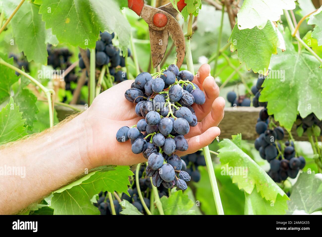 raccolta di uve nere, la mano del contadino. raccolta, in autunno, di uve per la produzione di vino Foto Stock