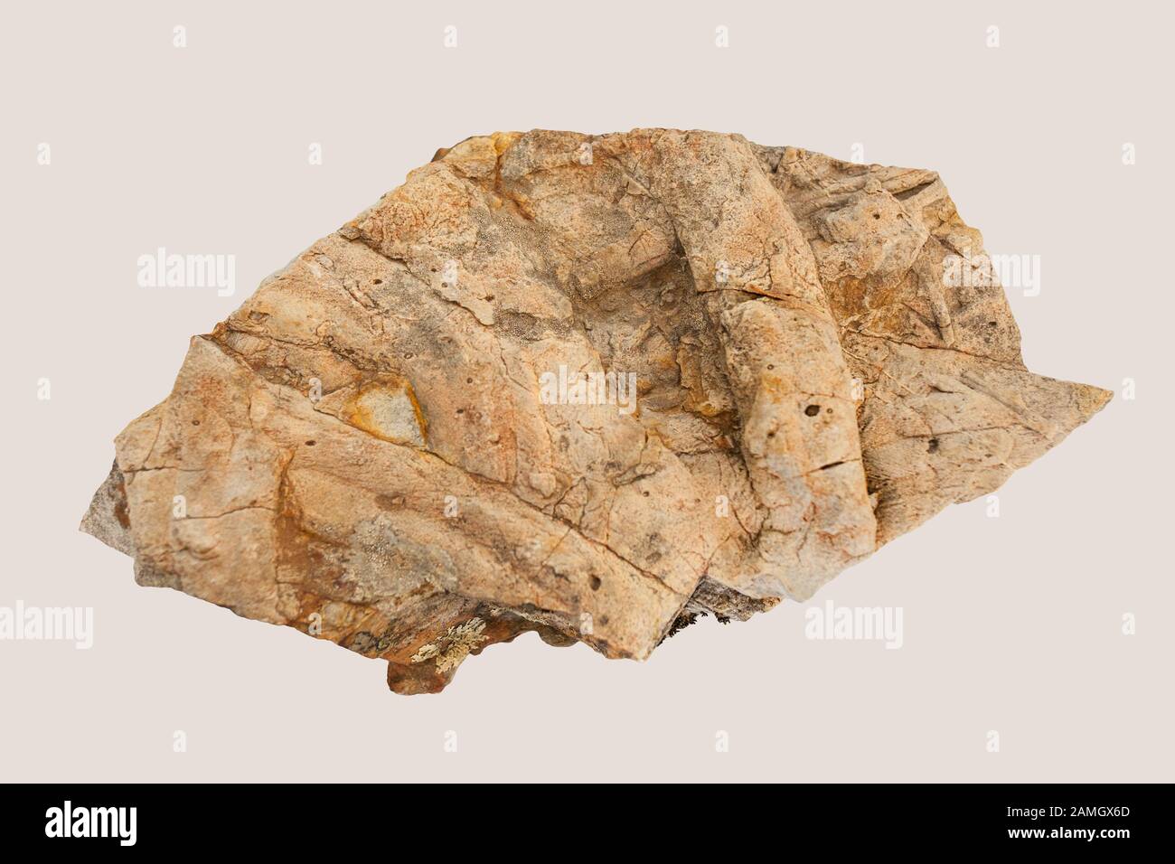 Cruziana, tracce fossili di trilobiti. Isolato Foto Stock