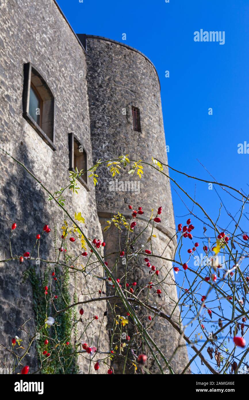 Europa, Lussemburgo, Septfontaines, Castello di Septfontaines (Buerg vu Simmer) con i rosei Foto Stock